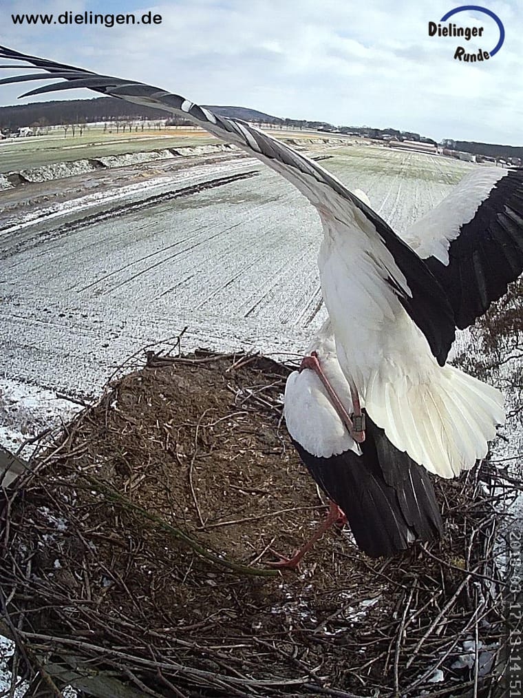 Weissstorch mit ausgebreiteten Fluegeln am Nest