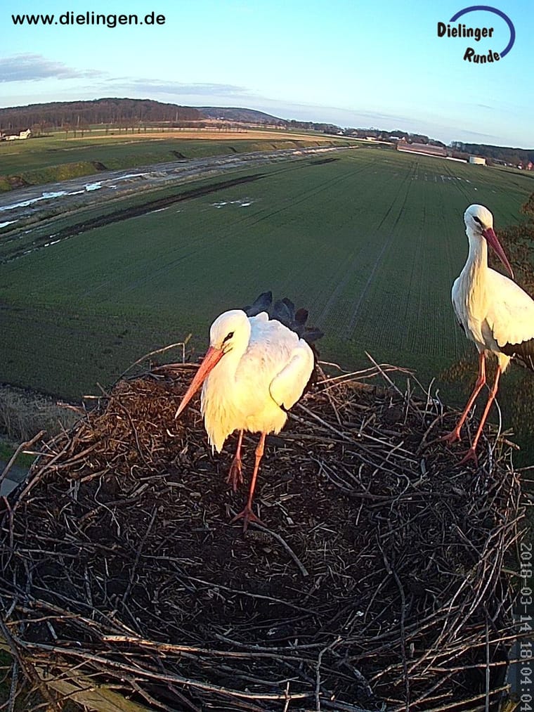 Storchenpaar im Nest aus dem Archivjahr 2018