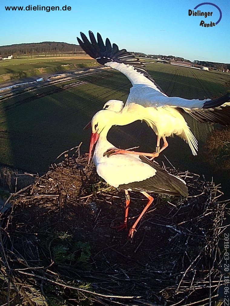 Zwei Weissstoerche im Nest bei seitlichem Sonnenlicht