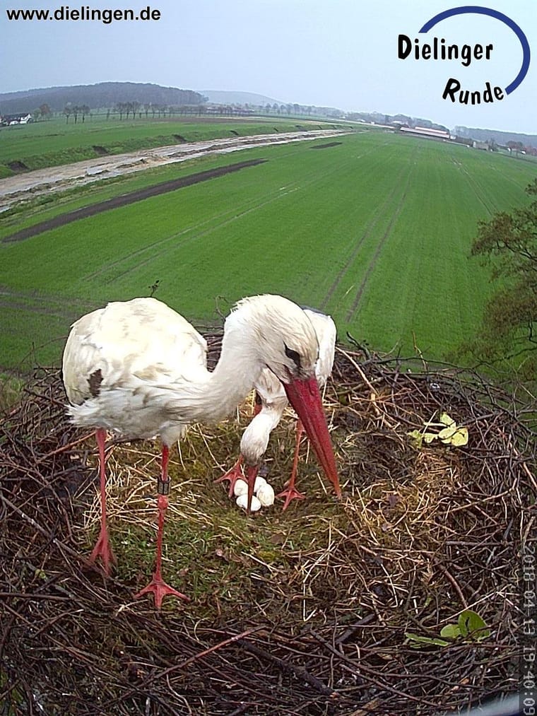 Weissstorch am Storchennest aus der ersten Kameraauswahl