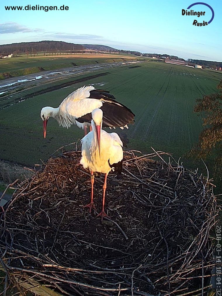 Weissstorch steht im Storchennest im warmen Abendlicht