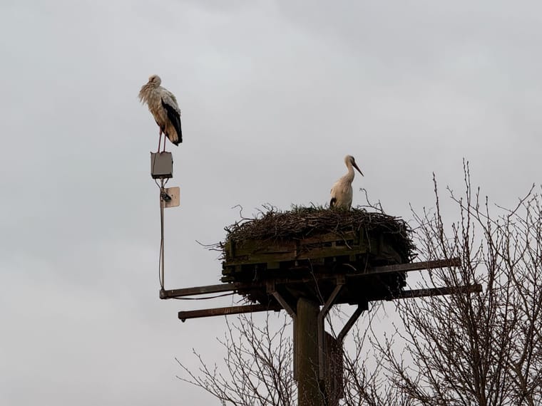 Storch steht auf dem Dielinger Storchennest auf einem Mast