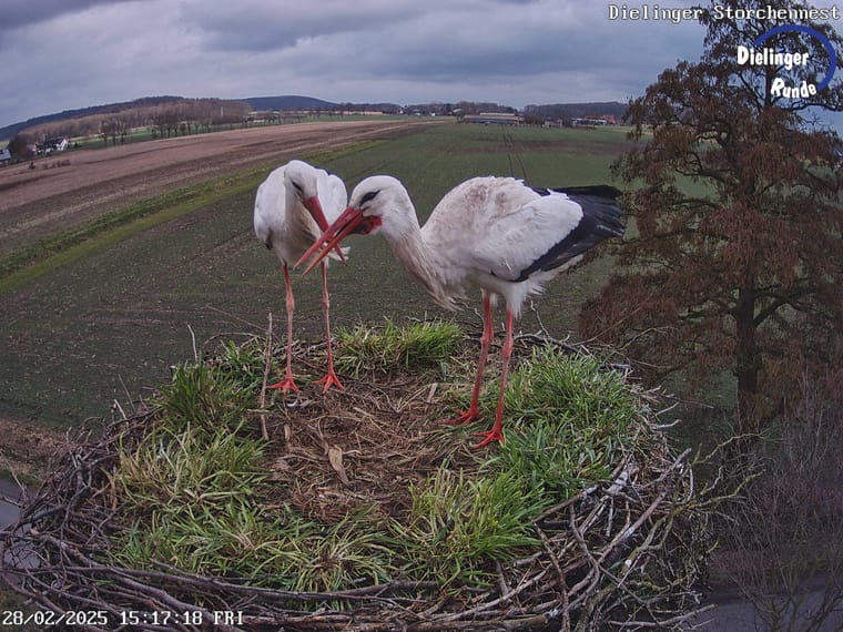 Zwei Weissstoerche stehen dicht beieinander im Dielinger Nest
