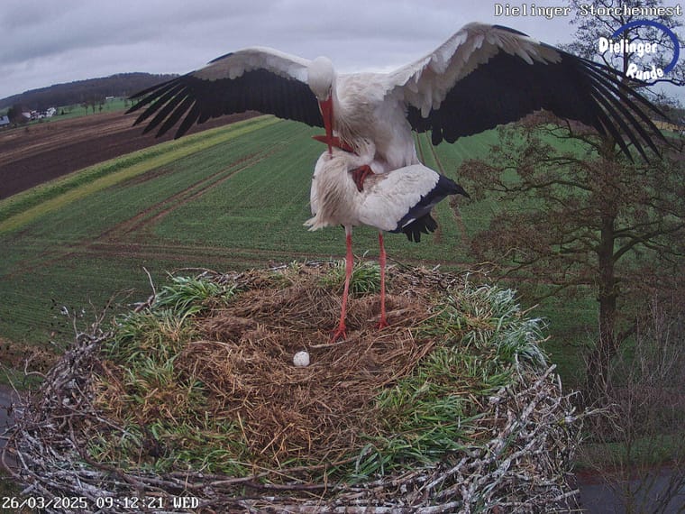 Weissstorch landet mit ausgebreiteten Fluegeln im Nest