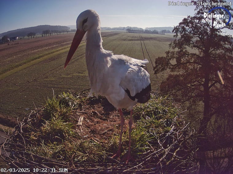 Weissstorch steht im Nest und blickt zur Kamera