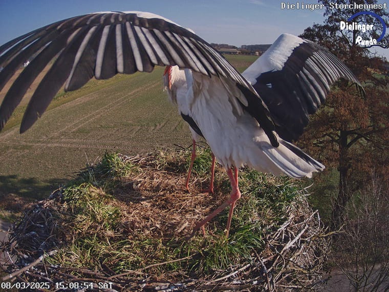 Weissstorch breitet im Dielinger Nest die Fluegel aus