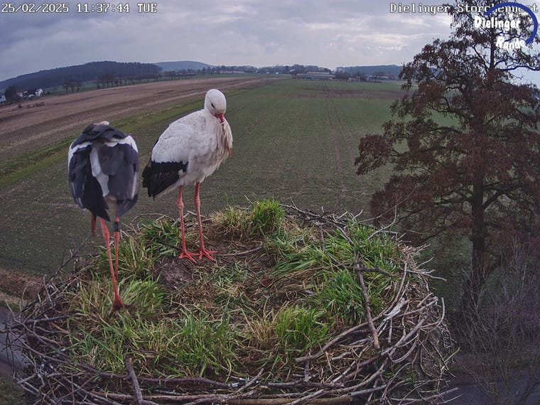 Zwei Weissstoerche stehen im Nest vor der Feldlandschaft