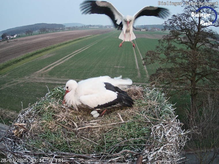 Zwei Weissstoerche im Dielinger Nest aus der Webcam-Perspektive
