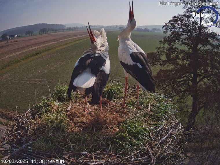 Zwei Weissstoerche stehen frontal im Nest