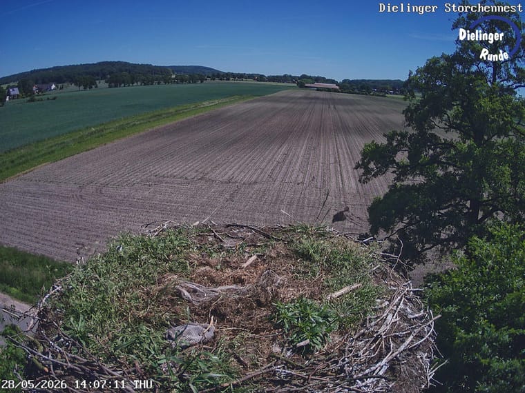 Leeres Dielinger Storchennest mit Feldern im Hintergrund