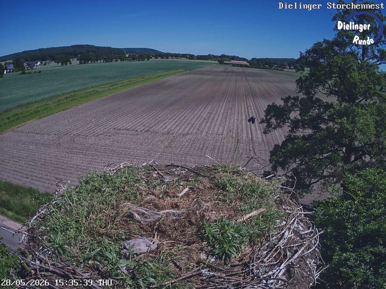 Storchennest am Rand der Feldlandschaft in Dielingen