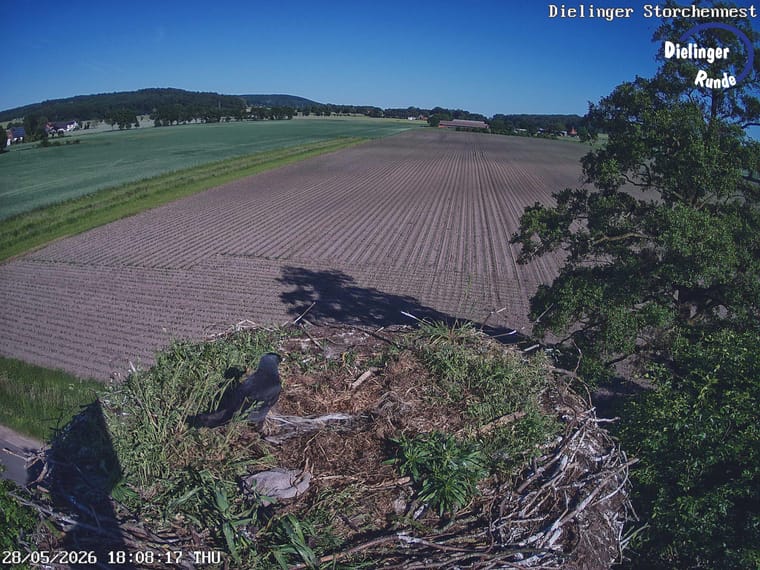 Webcam-Blick auf das Storchennest mit Feldlandschaft