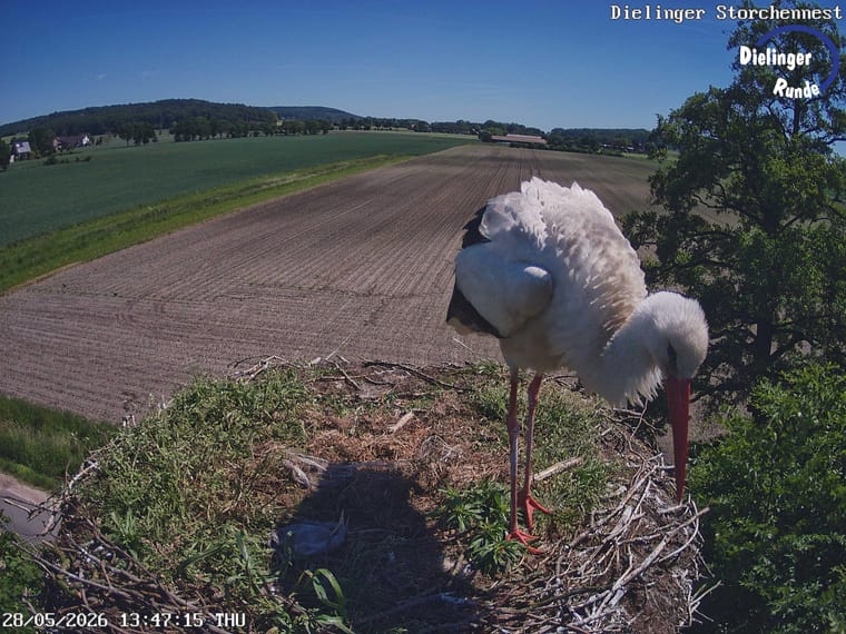 Weissstorch am Dielinger Storchennest mit Feldern im Hintergrund