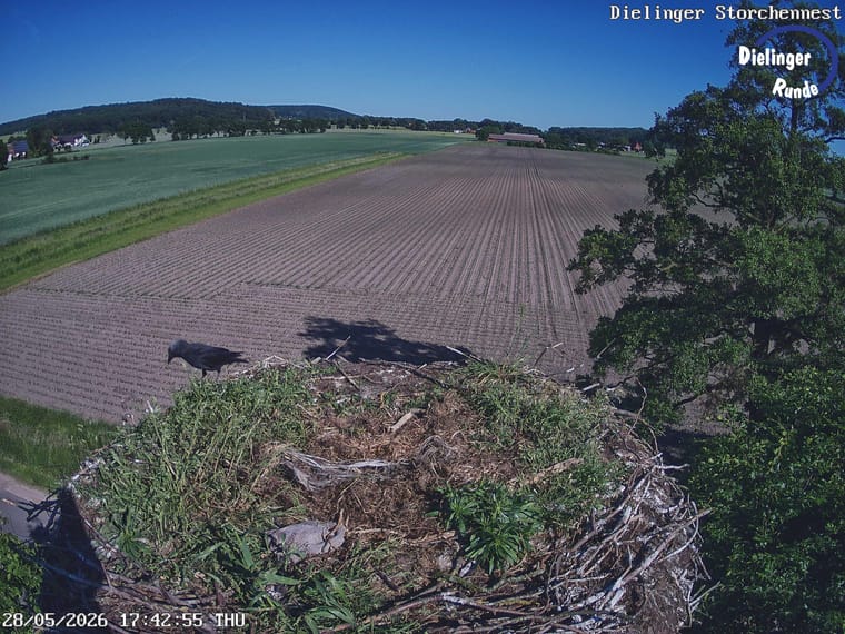 Weissstorch im Dielinger Storchennest aus der Webcam-Perspektive